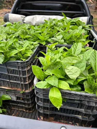 Mudas de maracujá