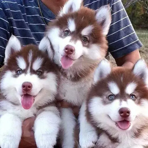 Husky siberiano pedigree