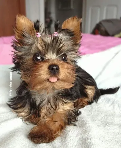 Yorkshire Terrier Fêmea - Linda e Carinhosa prata com preto 