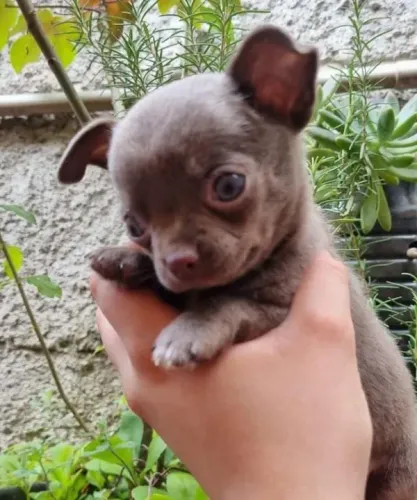 Chihuahua Micro Preto e Branco Macho - Um Príncipe de Porte Pequeno! 