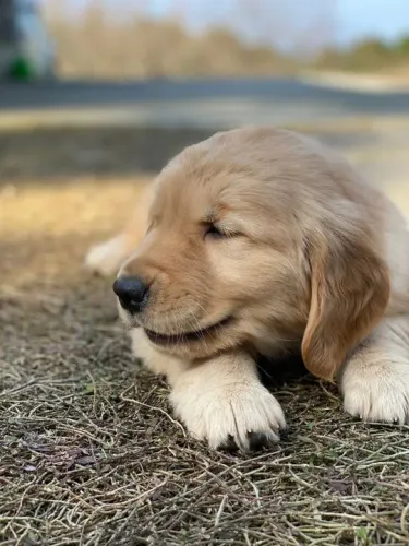 Filhote Golden Retriever pacotinhos de amor embrulhado em pelos