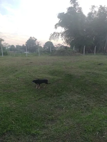 VENDO  2 TERRENOS DE 15 X 50 METROS CADA UM 