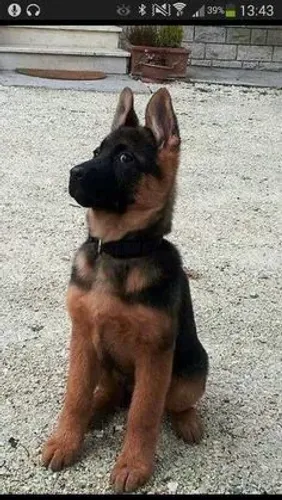 Pastor alemão filhotes fofos em forma de pelos macios e fortes