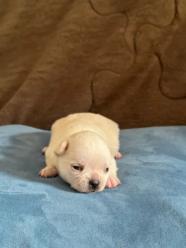 Chihuahua fofíssimos para reserva. Garanta o seu!