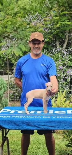 Galgo Italiano Femea Isabela