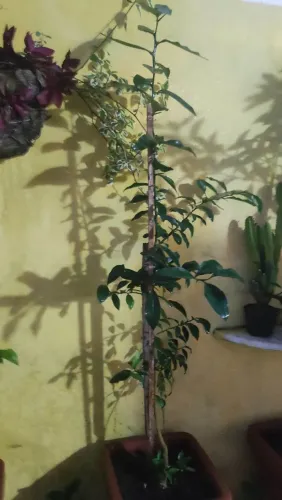 Mudas de laranja Kinkan . 70 cm 