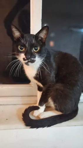 Gatinho amoroso