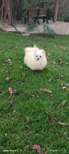 Spitz alemão anão, Lulu da Pomerânia Fêmea