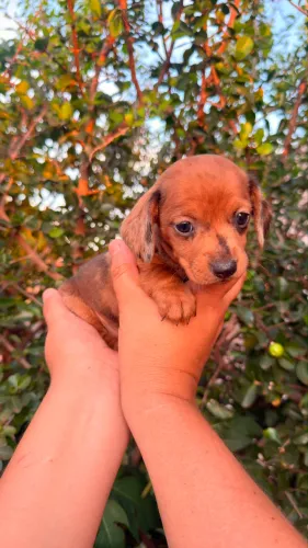 Basset Dachshund arlequim oculto fêmea e macho