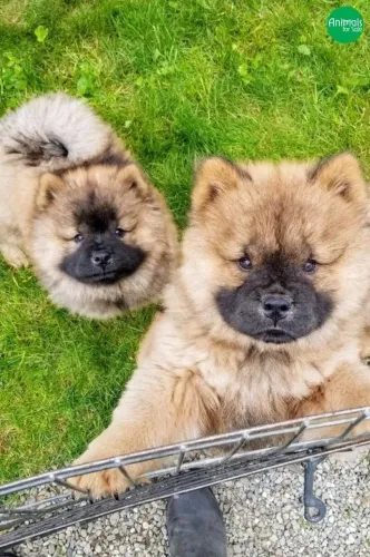 Chow chow linda pelagem