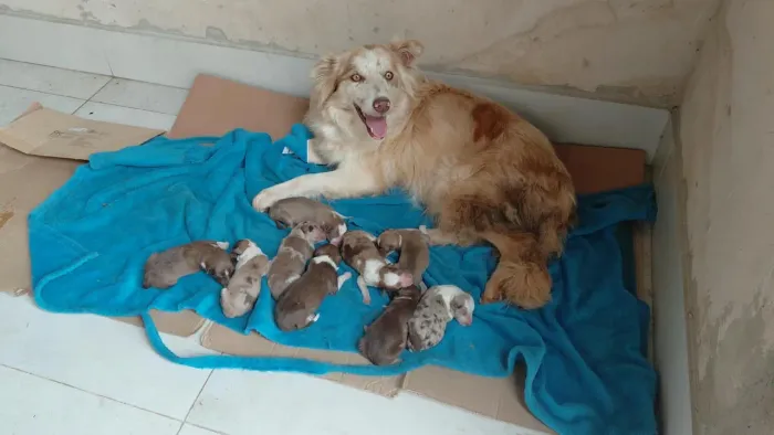 Vendo filhotes de Border Collie Merle