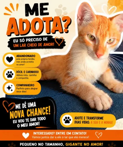 Gato para adoção