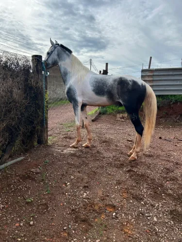 Cavalo Manga Larga Marchador