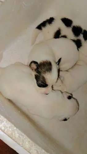 Doação de Cachorros 