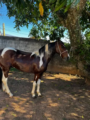 Cavalo