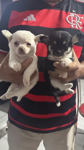 VENDO FILHOTE DE CHIHUAHUA