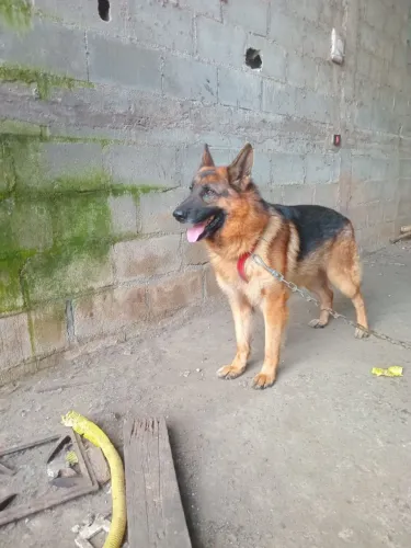 Cachorro pastor alemão