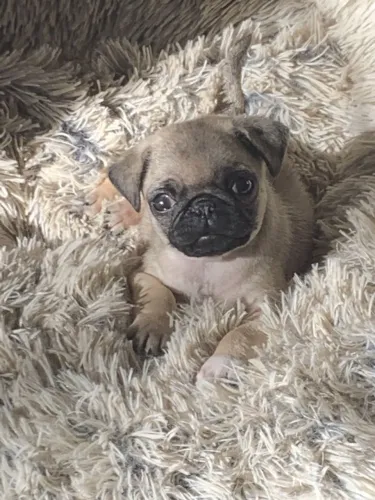 Pug Filhote Carinhoso e Saudável