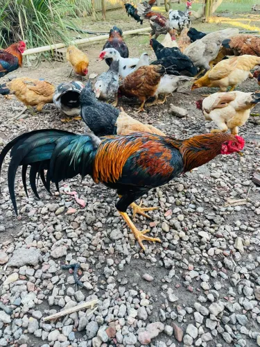 Vendo galo caipira 