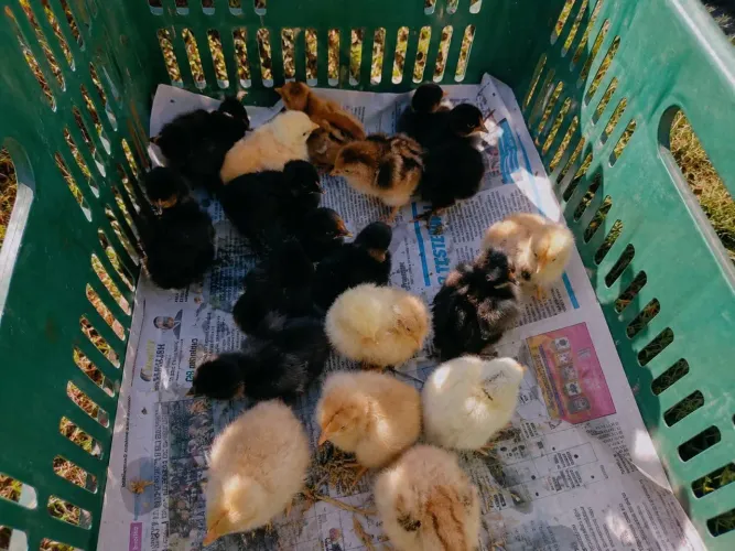 Pintinhos 