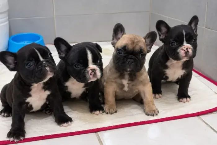 bulldog frances