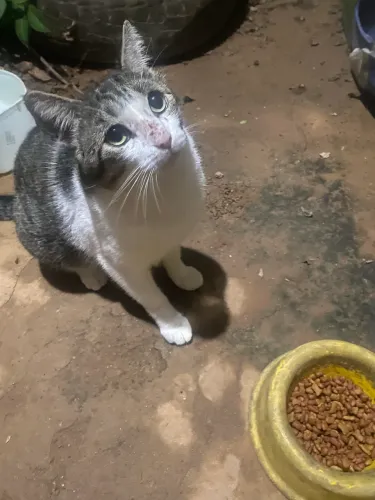 Gatos machos para adoção lindos 