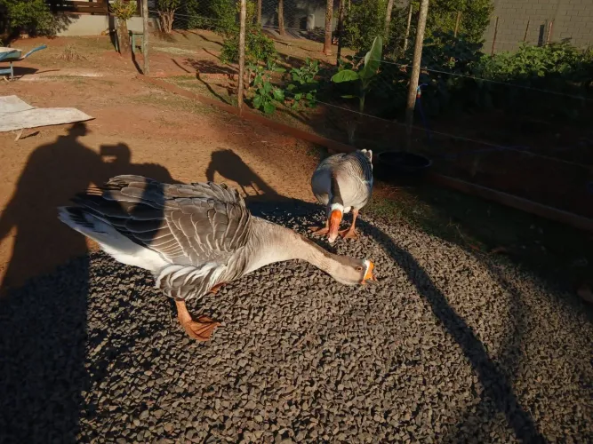 Casal ganso africano
