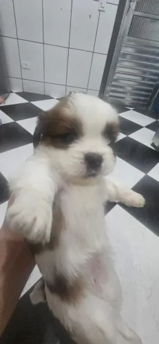 Filhotes shih tuz
