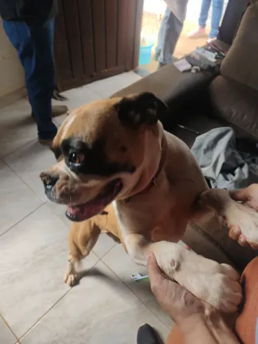 Doação de cachorro raça box
