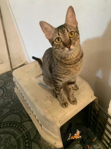 Doação de gatinha castrada