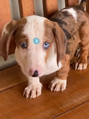 Dachshund mofadinho $1.500,00