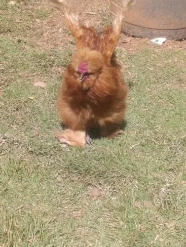 GALO RAÇA SEDOSA (SILKIE) - EXEMPLAR EXCEPCIONAL