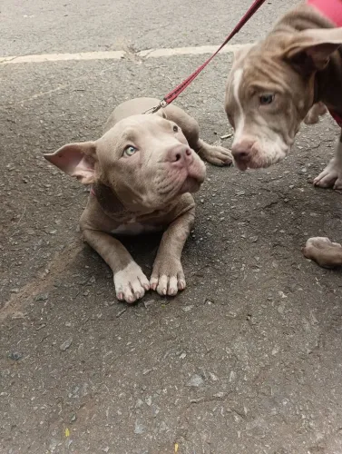 América Bully pedigree vacinados vermífuga 