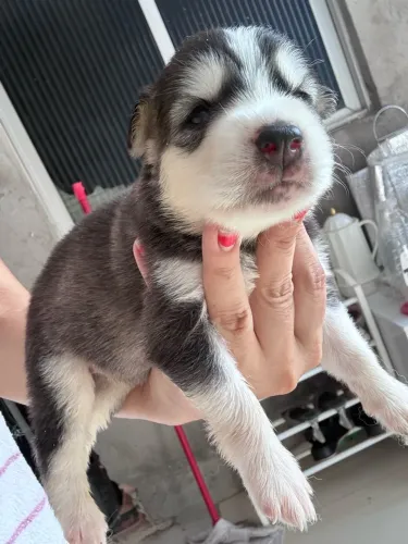 filhotes de Husky siberiano