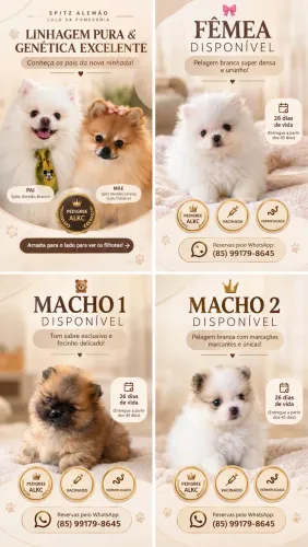 Filhotes de spitz alemão