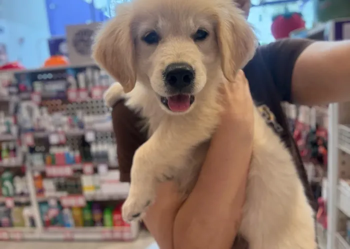 Golden retriever macho ou fêmea