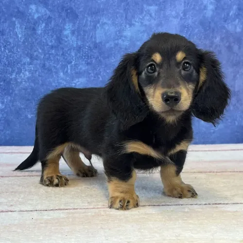 Dachshund/ O guardião mais corajoso é fofo que você vai ter 