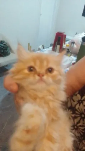 filhote fêmea gata persa
