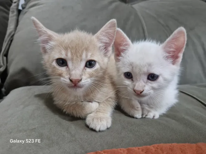 Doação de gatinho