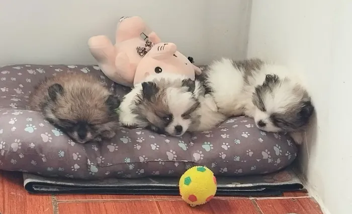 Lulu da Pomerãnea anão 