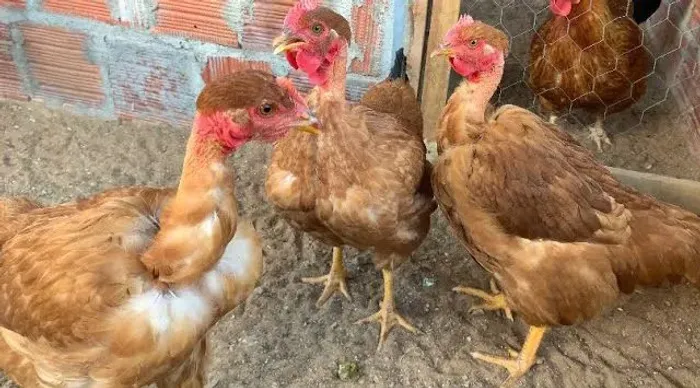 (FRANGO CAIPIRA, PESCOÇO PELADO) -VENDA SOB ENCOMENDA- LOTE A PARTIR DE 10 UNI
