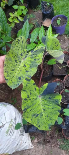 Kit 3 mudas de colocasias