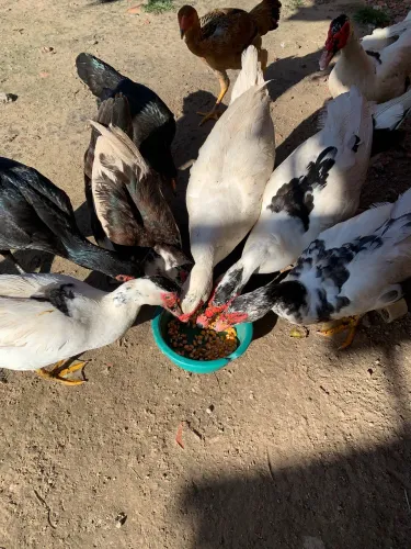 Patos a venda 