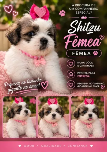 Vendo filhotes de Shitzu Fêmeas e Machos