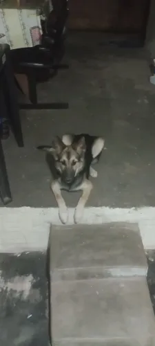 Cachorra a venda