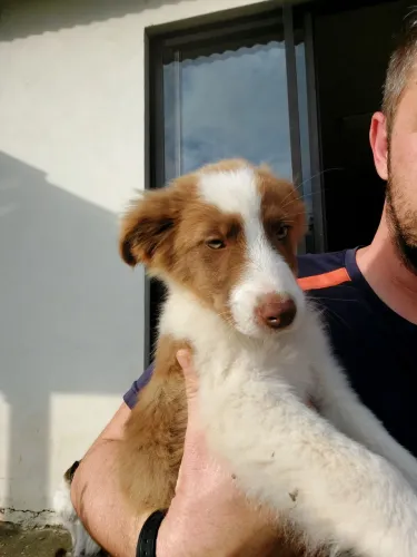 Borer Collie