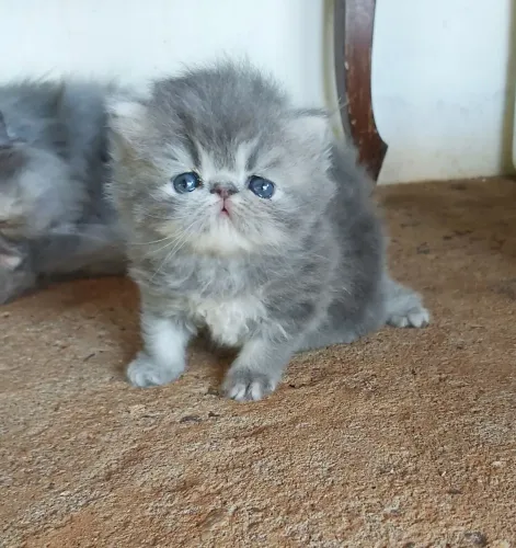 Gato Persa Puro