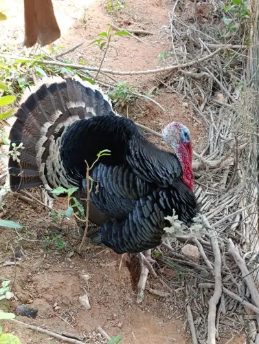 Vende se ou troca peru macho