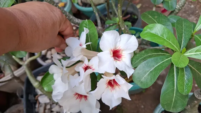 Vende se rosas do deserto
