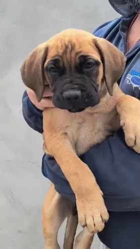 Filhotes fêmeas de cane corso